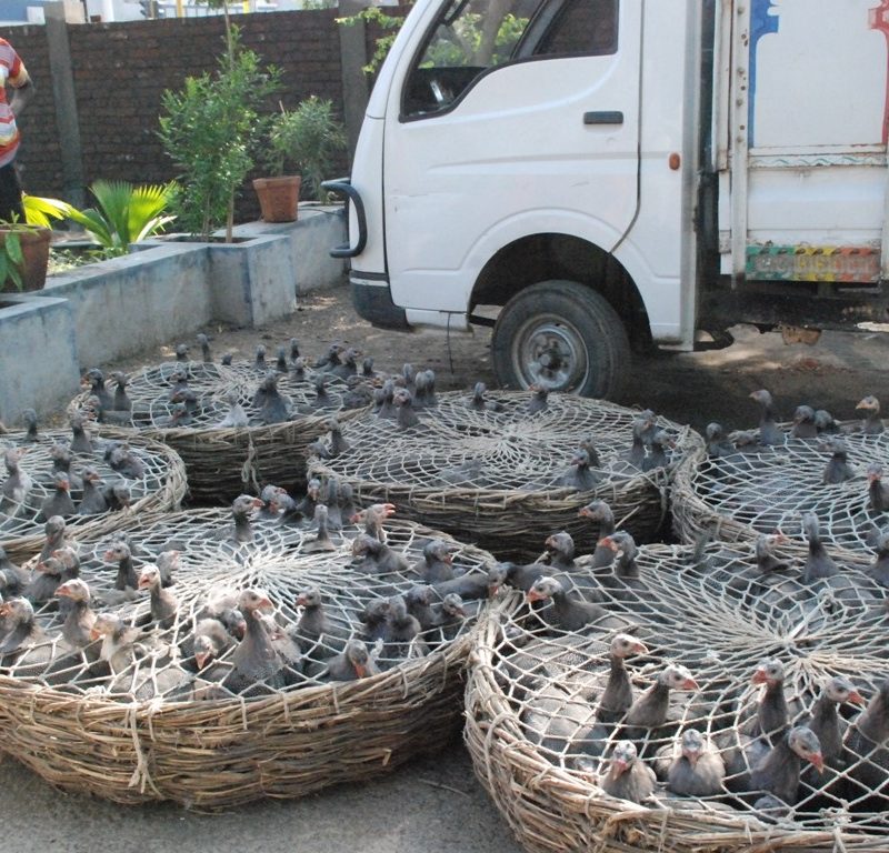 Disaster Relief in Nepal