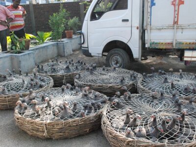 300 Green Fowl Seized