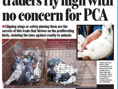 Pigeons grounded, Traders fly High with no concern for PCA