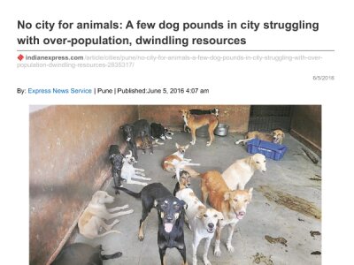 No-city-for-animals-A-few-dog-pounds-in-city-struggling-with-over-population