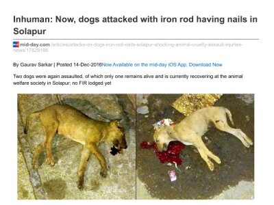 Inhuman-Now-dogs-attacked-with-iron-rod-having-nails-in-Solapur