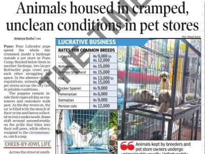 Animals housed in unclean conditions in pet stores