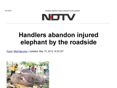 Handlers abandon injured elephant by the roadside